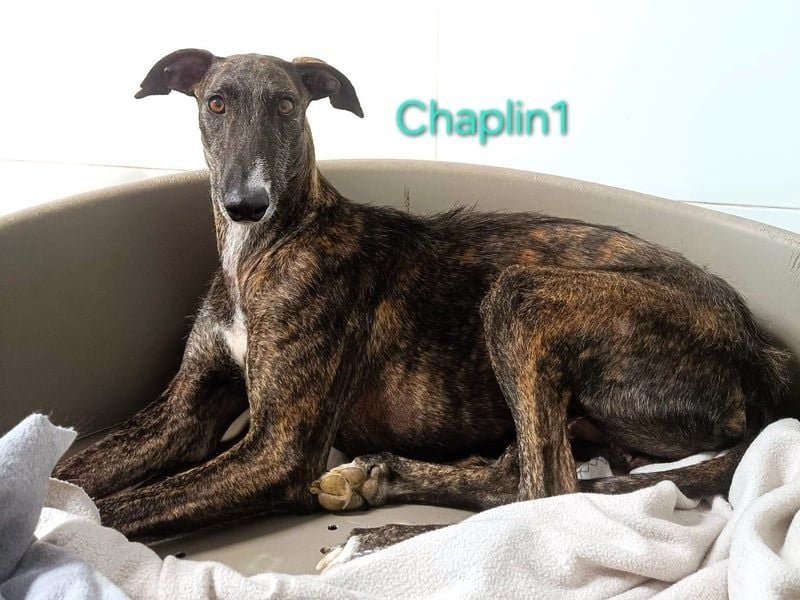 Chaplin1 geb. 01/2023 (ESP) - ruhiger und anhänglicher, sanfter Galgo!