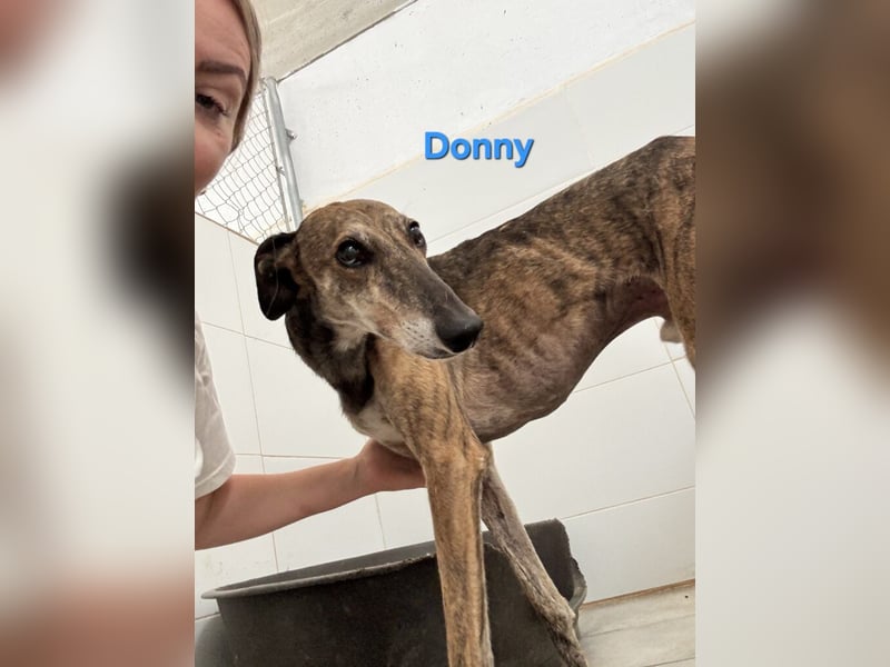 Donny geb. 04/2022 (ESP) - sanfter Galgo der so viel mehr verdient hat!