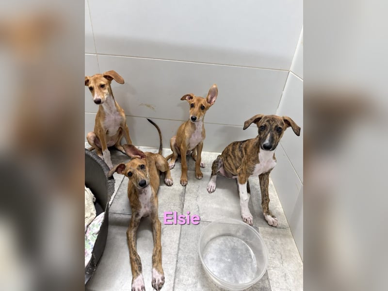 Elsie geb. 06/2026 (ESP) - verspielte Galgowelpin will die Welt entdecken!