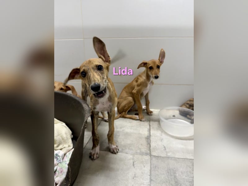 Lida geb. 06/2026 (ESP) - offenes, fröhliches Galgomädchen. Unser Sonnenschein!