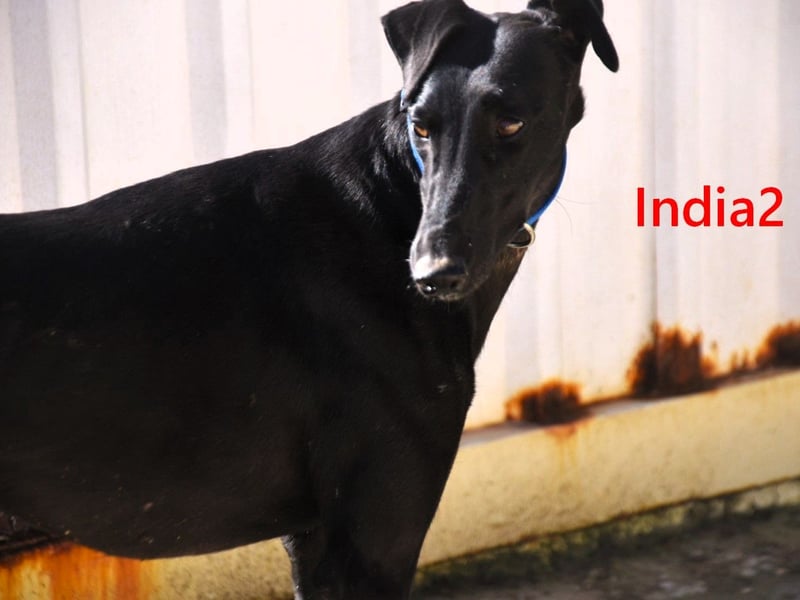India2 geb. 07/2023 (ESP) - sehr freundliche und soziale, hübsche Galga!