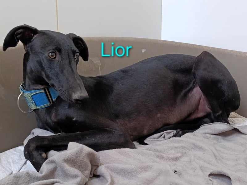 Lior geb. 11/2023 (ESP) - zärtlicher, wunderschöner Galgo!