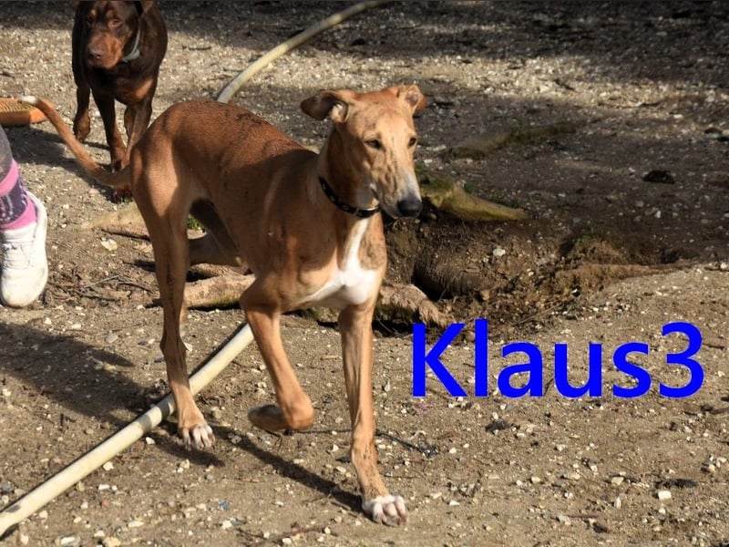 Klaus3 geb. 05/2025 (ESP) - sehr freundlicher, aufgeschlossener und menschenbezogener junger Galgo!