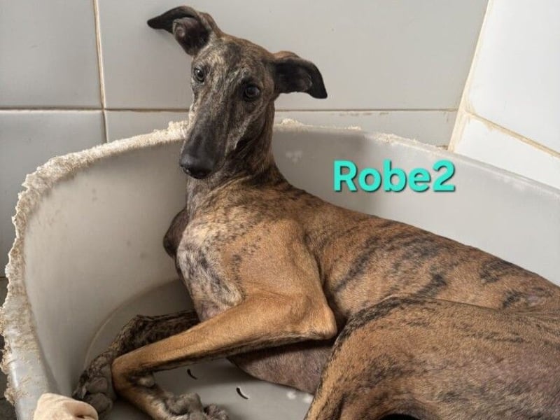 Robe geb. 07/2024 (ESP) - schüchterner Galgo möchte endlich sein Potenzial leben!