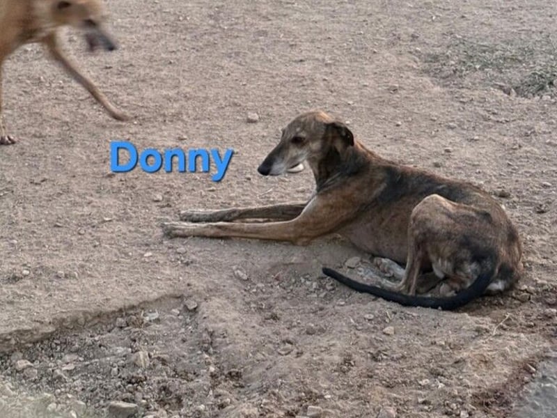 Donny geb. 04/2022 (ESP) - sanfter Galgo der so viel mehr verdient hat!