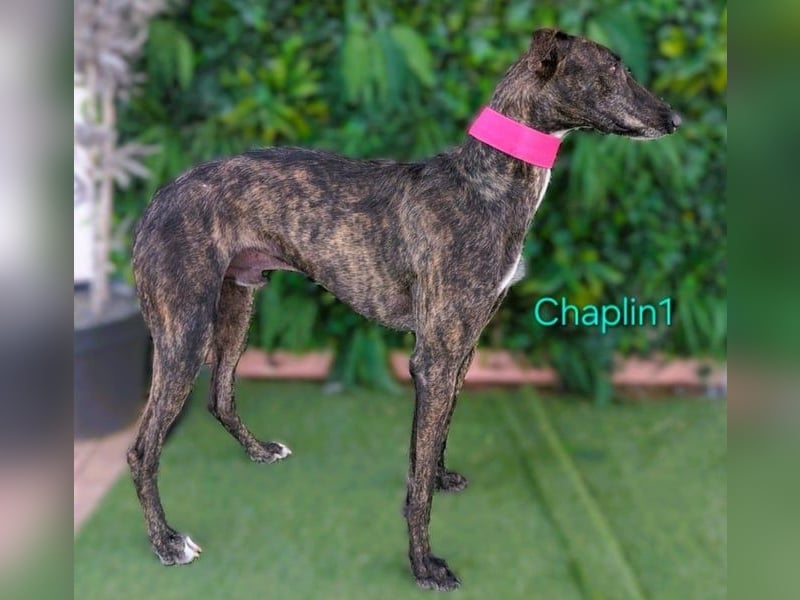 Chaplin1 geb. 01/2023 (ESP) - ruhiger und anhänglicher, sanfter Galgo!