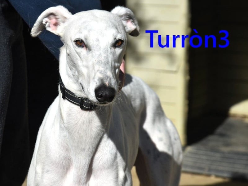 Turròn3 geb. 06/2022 (ESP) - außergewöhnlich schöner und liebevoller Galgo!