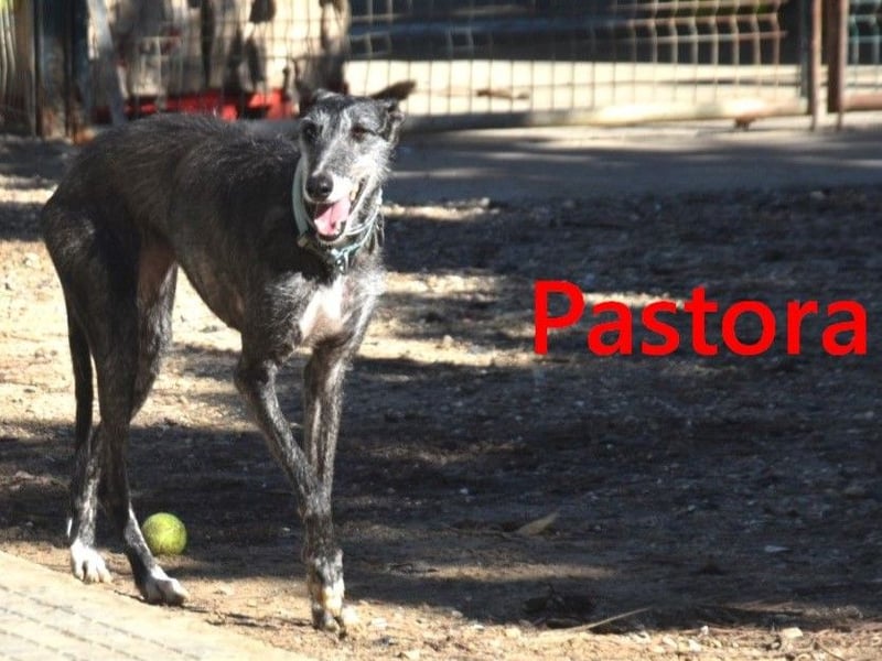 Pastora geb. 06/2021 (ESP) - liebevolle und verschmuste, rauhaarige Traum-Galga!