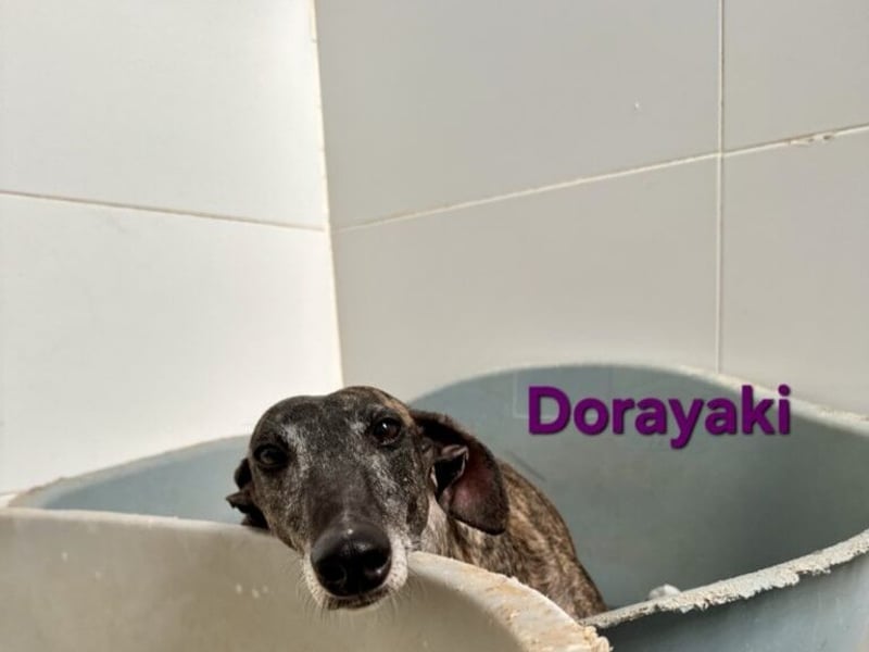 Dorayaki geb. 02/2021 (ESP) - sanfte Galga will Vertrauen neu lernen!