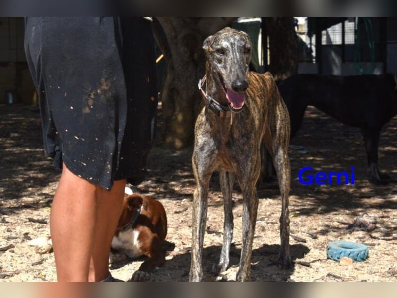 Gerni geb. 05/2025 (ESP) - verschmuster Galgo will wieder lernen zu Vertrauen!