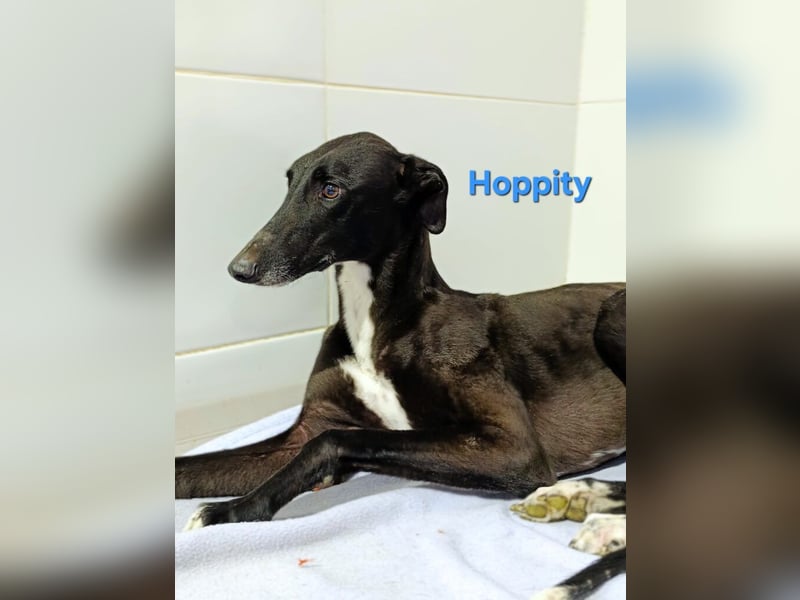 Hoppity geb. 04/2023 (ESP) - freundlicher Galgo sucht seine Familie mit Hundekumpel!