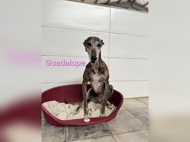 Guadalupe geb. 01/2015 (ESP) - soziale, liebevolle Galga will endlich Liebe kennenlernen!