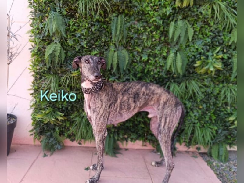 Keiko geb. 07/2020 (ESP) - liebevoller Galgomann sucht seine Familie!