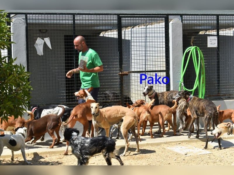 Pako geb. 07/2022 (ESP) - unheimlich lieber, fröhlicher Traumgalgo sucht ebensolche Menschen!