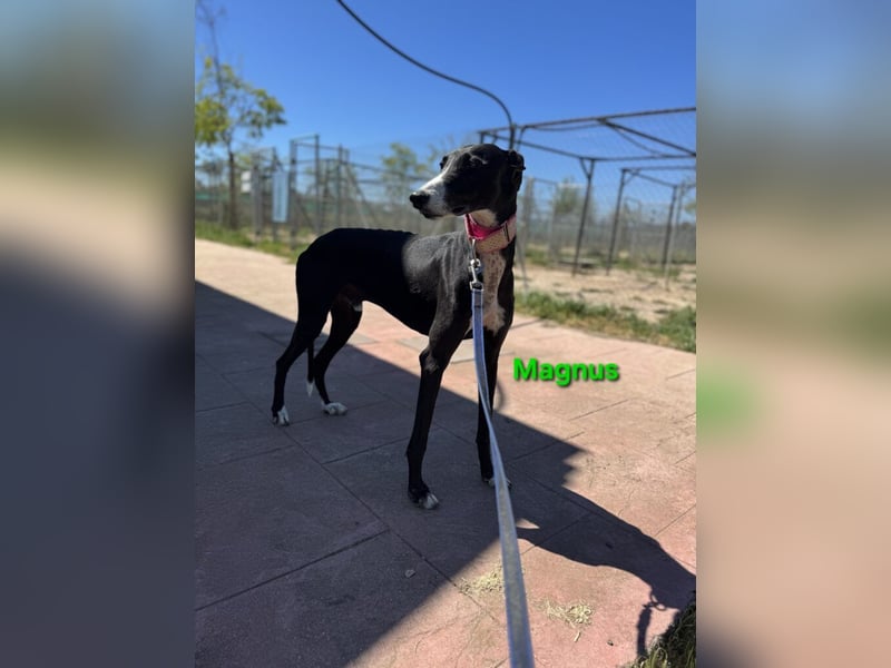 Magnus geb. 06/2019 (ESP) - edler Galgorüde. Ein echter Schatz sucht sein Körbchen!