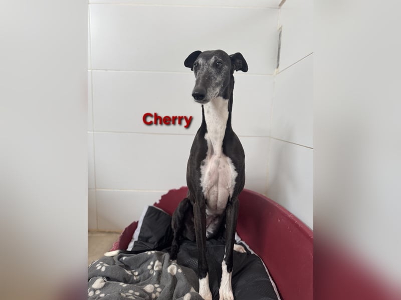 Cherry geb. 10/2021 (ESP) - wunderschöne, soziale Galga sucht ihre Menschen!