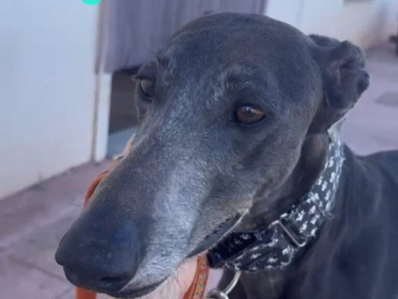 Logan2 geb. 01/2024 (ESP) - ausgeglichener und sozialer Galgo!