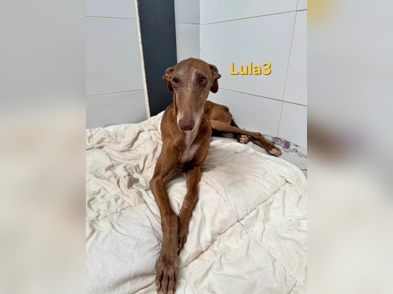 Lula3 geb. 11/2021 (ESP) - wunderschöne Galga... ihre Geschichte soll endlich ein Happy End haben!