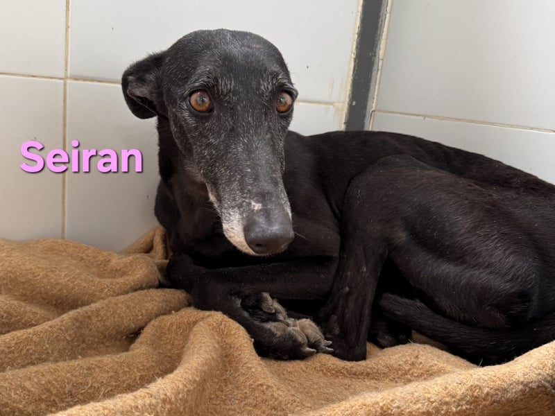 Seiran geb. 07/2019 (ESP) - liebevolle und ausgeglichene Galga sucht das Glück!