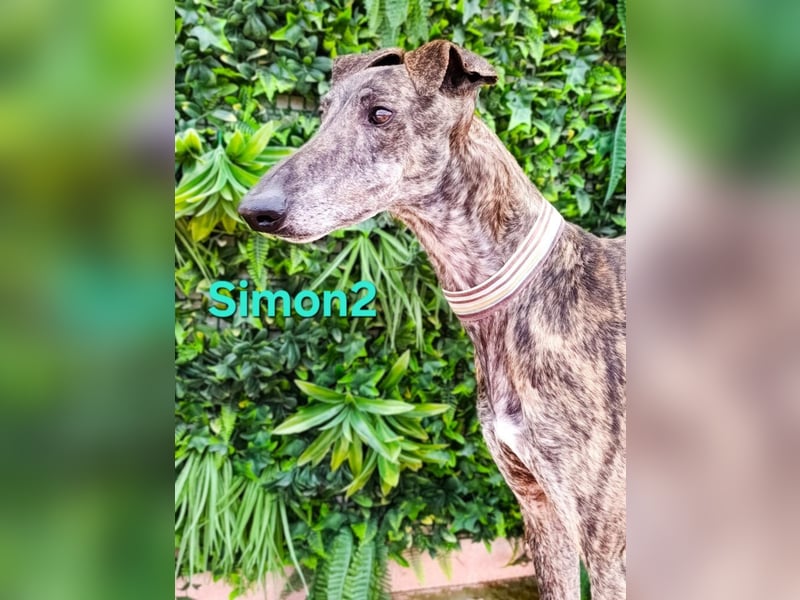 Simon2 geb. 09/2019 (ESP) - unkomplizierter Galgo verdient endlich sein Glück!
