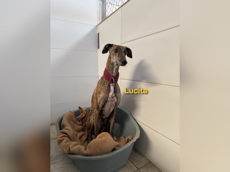 Lucita geb. 03/2022 (ESP) - sanfte und ruhige Galga sucht ihr Körbchen!