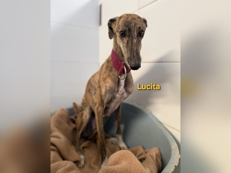 Lucita geb. 03/2022 (ESP) - sanfte und ruhige Galga sucht ihr Körbchen!