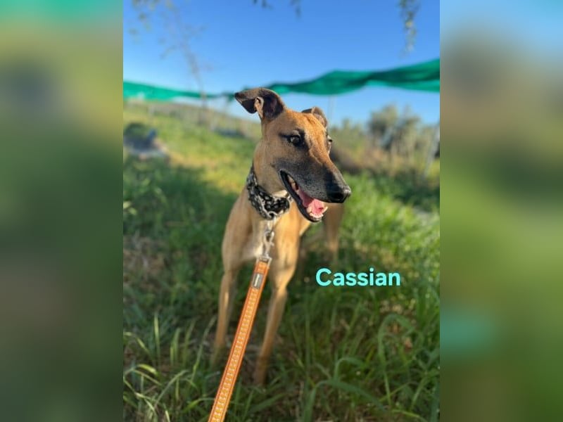 Cassian geb. 07/2023 (ESP) - freundlicher und sozialer Galgo sucht liebevolles Zuhause!