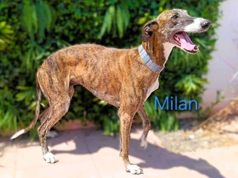 Milan geb. 06/2020 (ESP) - ausgeglichener, anhänglicher und sanfter Galgo!