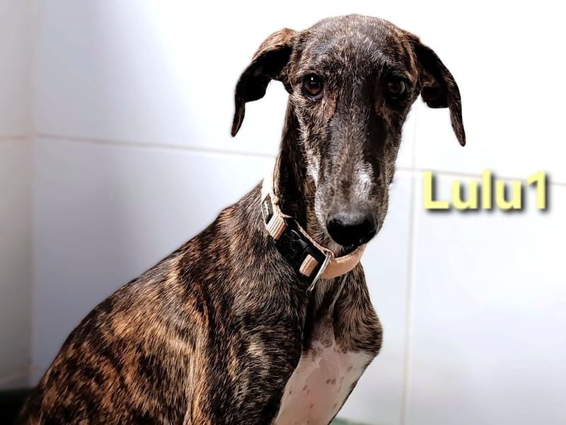 Lulu1 geb. 02/2025 (ESP) - sympathisches und fröhliches Galgo Mädchen!