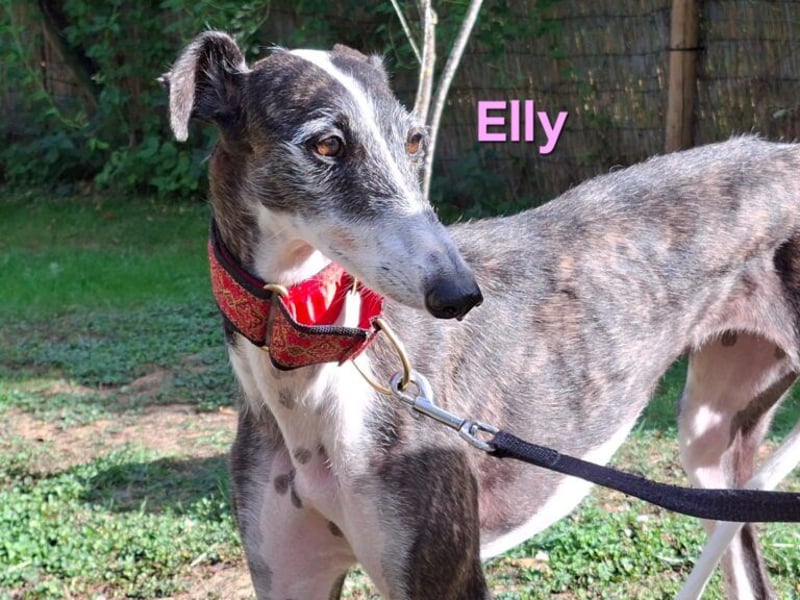 Elly geb. 07/2020 (in Deutschland) - liebevolle, verspielte Rauhhaargalga!