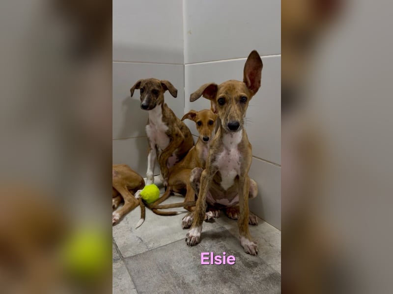 Elsie geb. 06/2026 (ESP) - verspielte Galgowelpin will die Welt entdecken!