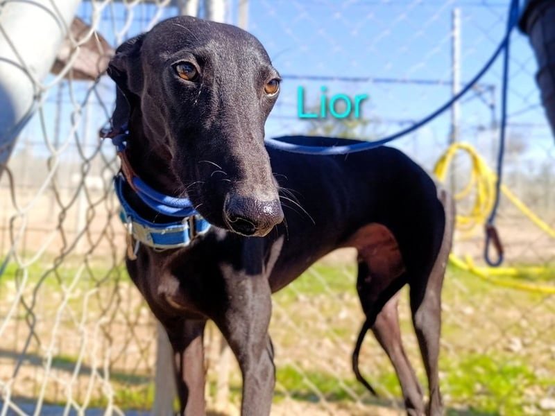Lior geb. 11/2023 (ESP) - zärtlicher und unterwürfiger Galgo!
