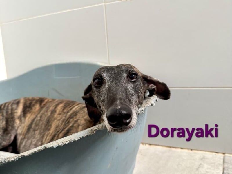 Dorayaki geb. 02/2021 (ESP) - sanfte Galga will Vertrauen neu lernen!