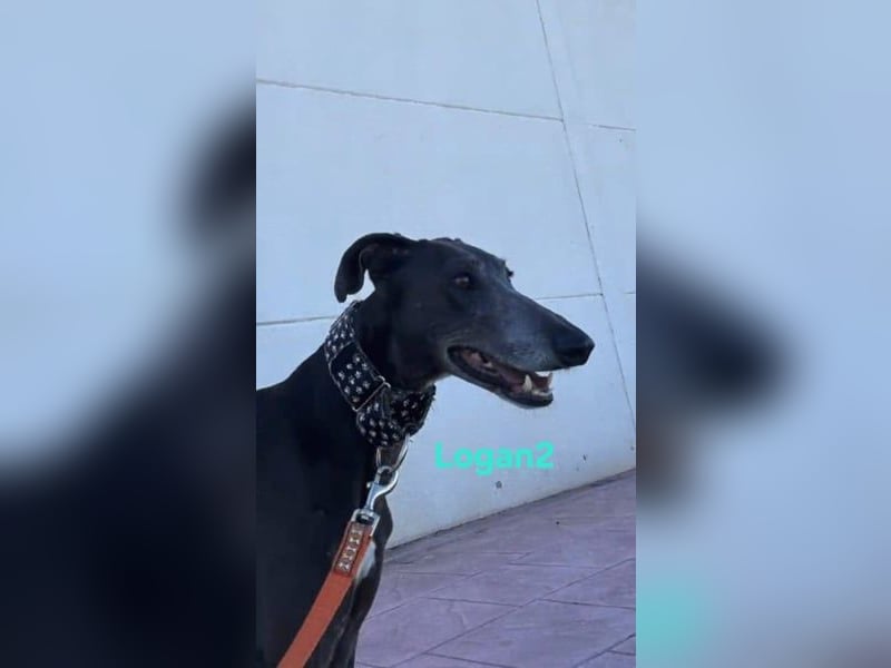 Logan2 geb. 01/2024 (ESP) - ausgeglichener und sozialer Galgo in seltener Farbe!