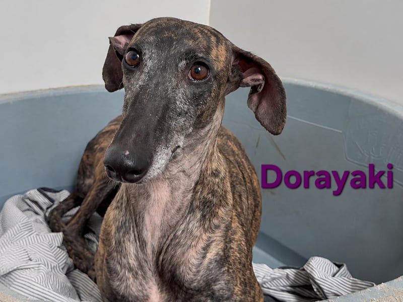 Dorayaki geb. 02/2021 (ESP) - sanfte Galga will Vertrauen neu lernen!
