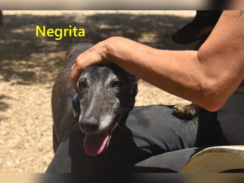Negrita geb. 09/2022 (ESP) - edle und menschenbezogene Galga, eine treue Seele!