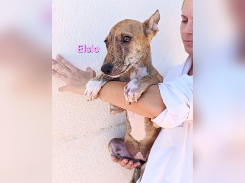Elsie geb. 06/2026 (ESP) - verspielte Galgowelpin will die Welt entdecken!
