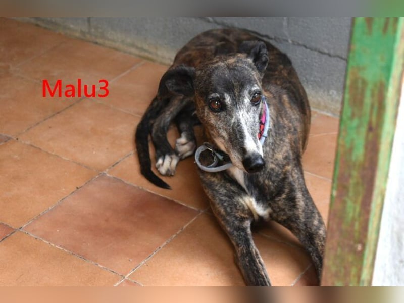 Malu3 geb. 02/2016 (ESP) - liebevolle Galga hat endlich ihr Glück verdient!