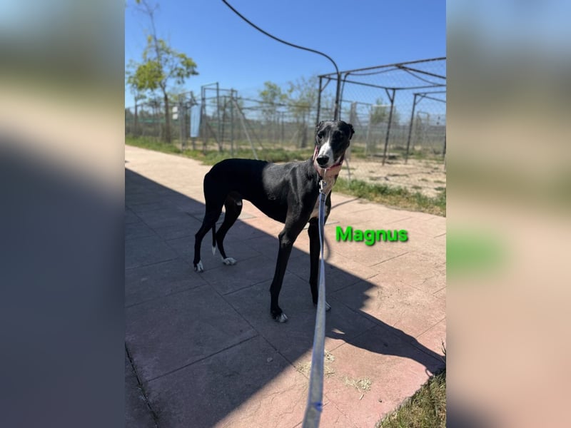 Magnus geb. 06/2019 (ESP) - edler Galgorüde. Ein echter Schatz sucht sein Körbchen!