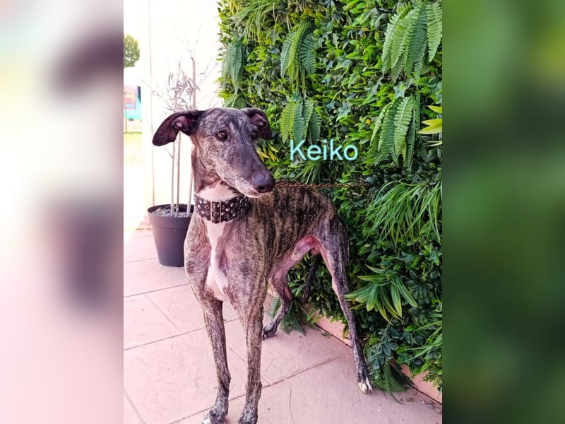 Keiko geb. 07/2020 (ESP) - liebevoller Galgomann sucht seine Familie!
