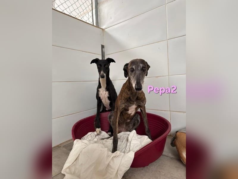 Pepa2 geb. 01/2015 (ESP) - sanfte, soziale Galga verdient endlich ein schönes Leben!