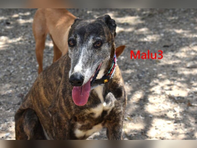 Malu3 geb. 02/2016 (ESP) - liebevolle Galga hat endlich ihr Glück verdient!
