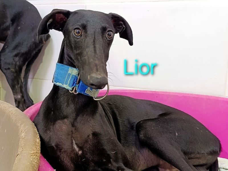 Lior geb. 11/2023 (ESP) - zärtlicher und unterwürfiger Galgo!