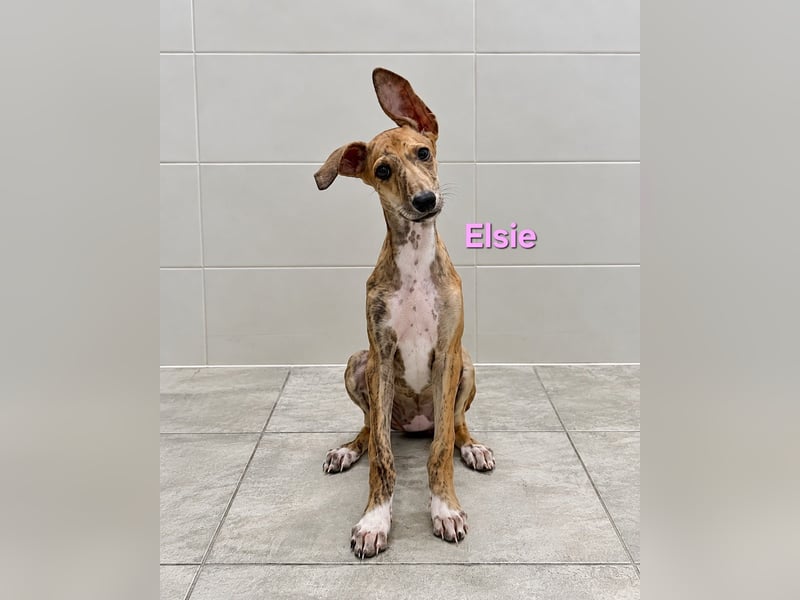 Elsie geb. 06/2026 (ESP) - verspielte Galgowelpin will die Welt entdecken!