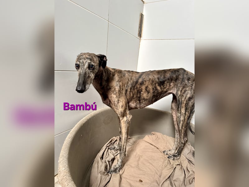 Bambú geb. 08/2019 (ESP) - diese sanfte Galga sucht erfahrene Menschen!