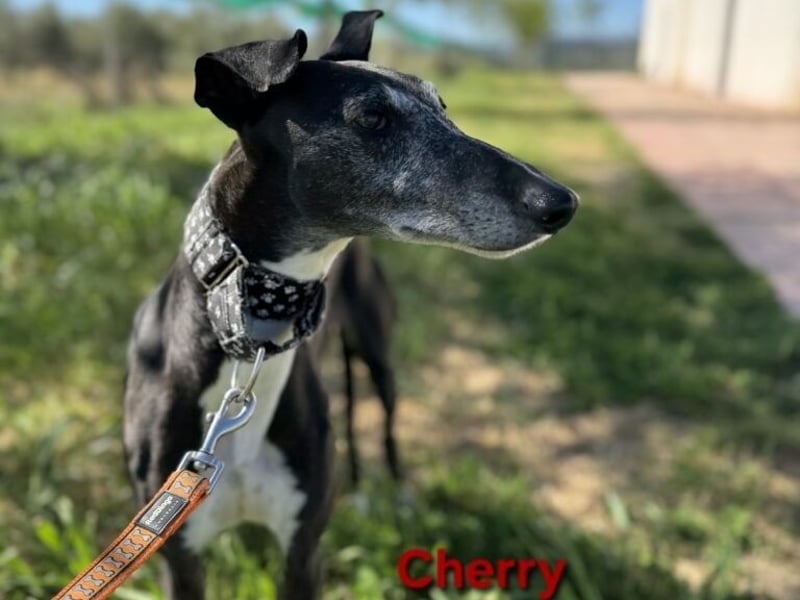 Cherry geb. 10/2021 (ESP) - wunderschöne, soziale Galga sucht ihre Menschen!