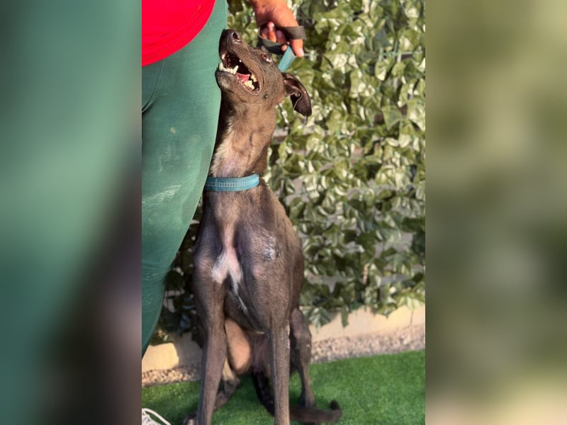 Atenea - hübsche, sanfte Galga / z.Zt. in Spanien