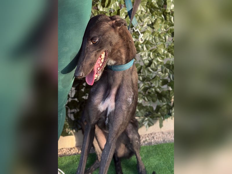 Atenea - hübsche, sanfte Galga / z.Zt. in Spanien