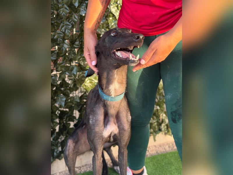 Atenea - hübsche, sanfte Galga / z.Zt. in Spanien