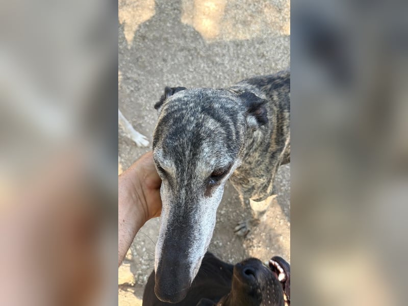 Faraón - lieber, sanfter Galgo sucht seine Chance